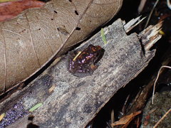 Limnonectes hascheanus