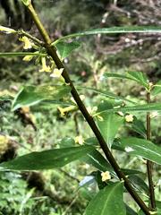 Daphne arisanensis