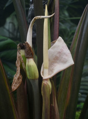 Alocasia sarawakensis