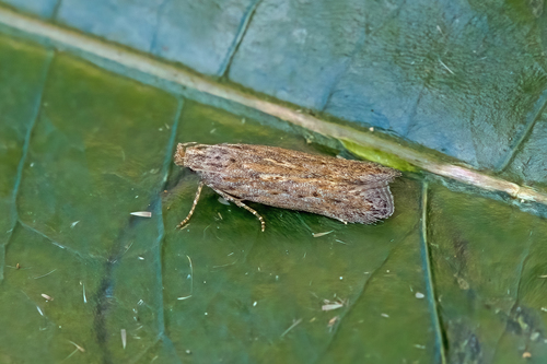 Scrobipalpa ergasima