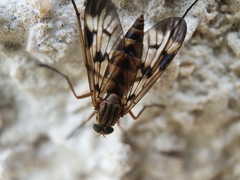 Rhagio atlanticus