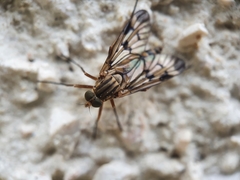 Rhagio atlanticus