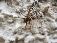 Rhagio atlanticus