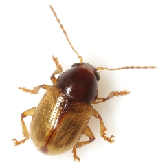Metachroma texanum