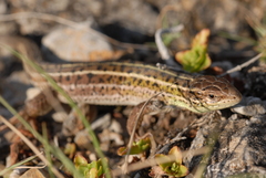 Lacerta strigata
