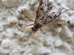 Rhagio atlanticus