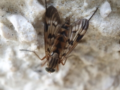 Rhagio atlanticus