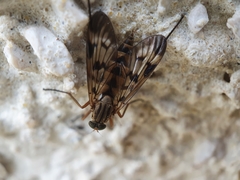 Rhagio atlanticus