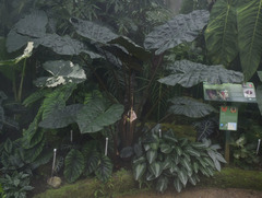 Alocasia sarawakensis