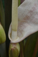 Alocasia sarawakensis