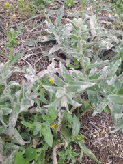 Nonea vesicaria