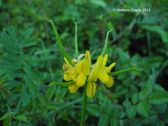 Securigera securidaca