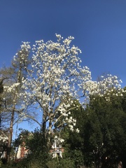 Magnolia