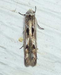 Blastodacna