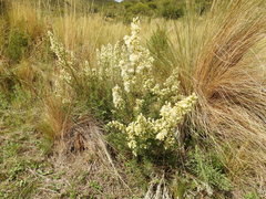 Baccharis coridifolia