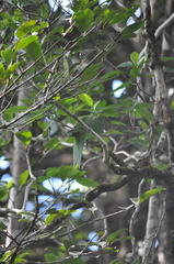 Psittacula eques echo