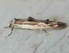Blastodacna