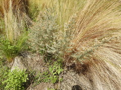 Baccharis artemisioides