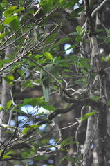 Psittacula eques echo