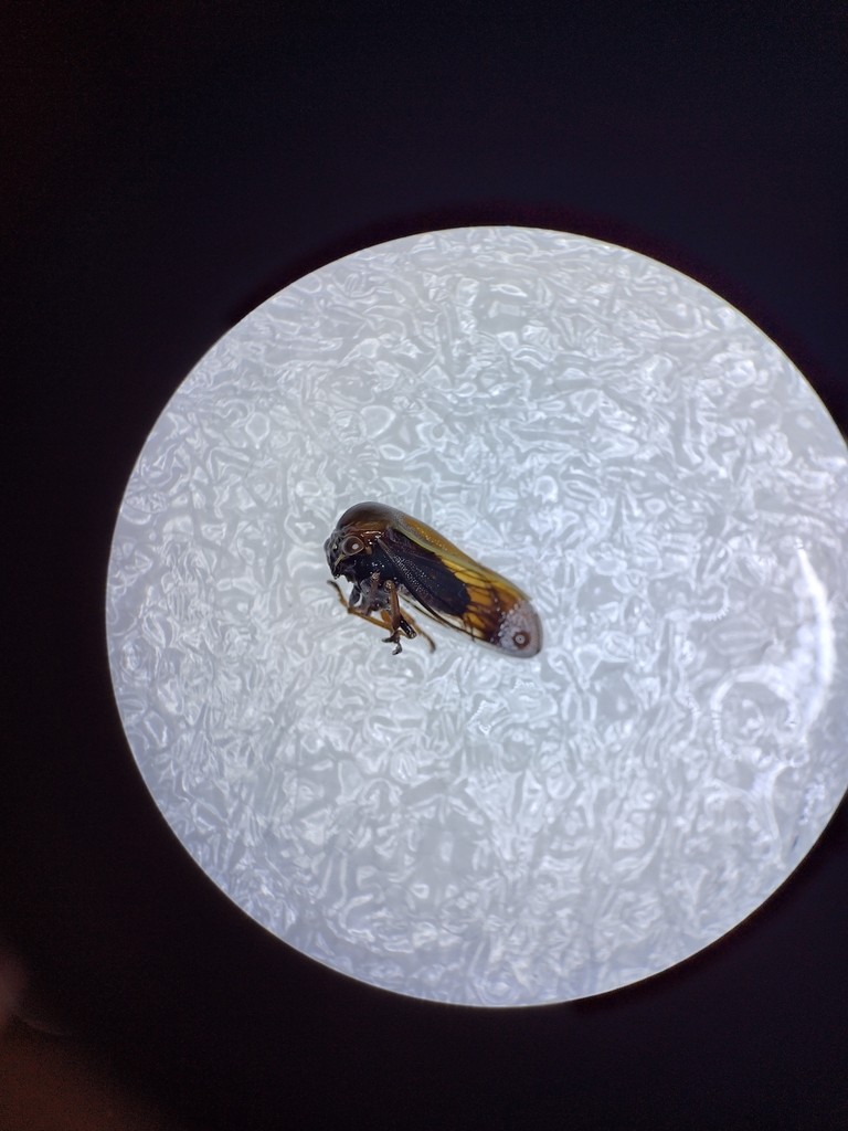 Darnoides