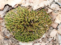 Ulota crispa