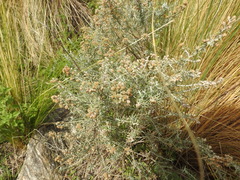 Baccharis artemisioides