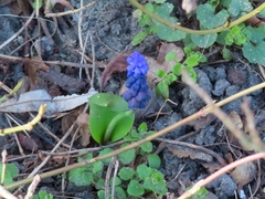 Muscari latifolium