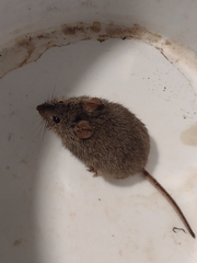 Abrothrix olivacea