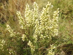 Baccharis coridifolia