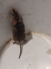 Abrothrix olivacea