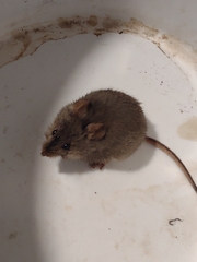 Abrothrix olivacea