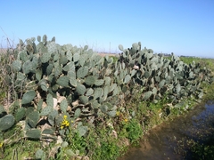 Opuntia bentonii