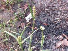 Cenchrus longispinus