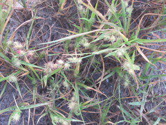 Cenchrus longispinus