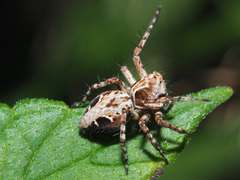 Oxyopes ramosus