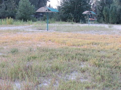 Cenchrus longispinus