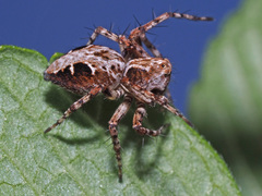 Oxyopes ramosus