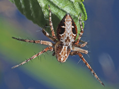 Oxyopes ramosus