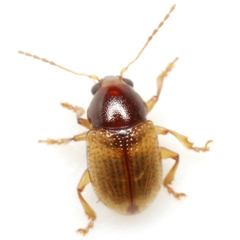 Metachroma texanum