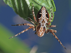 Oxyopes ramosus