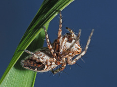 Oxyopes ramosus