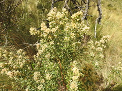 Baccharis linearifolia