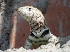 Microlophus peruvianus