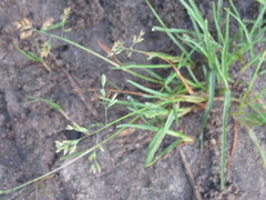 Poa annua