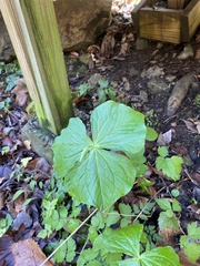 Trillium flexipes