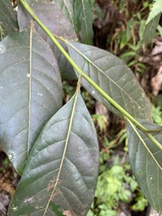 Ocotea floribunda
