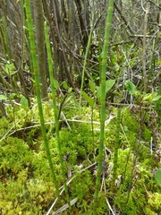 Equisetum fluviatile