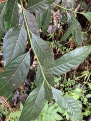 Ocotea floribunda