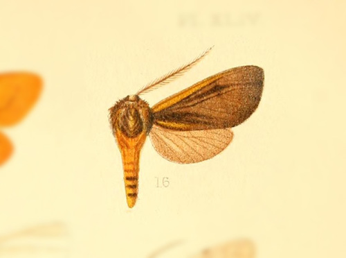 Pithea ferruginea