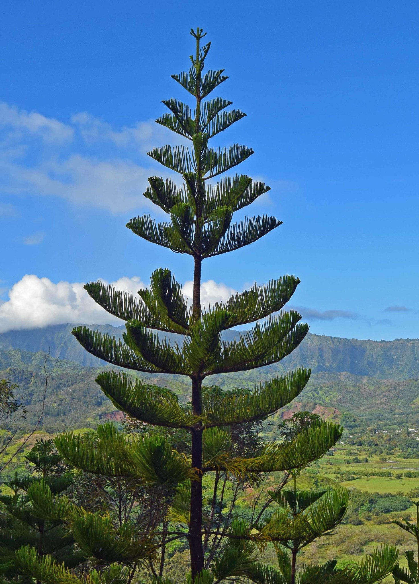 Araucaria Heterophylla Araucaria Heterophylla
